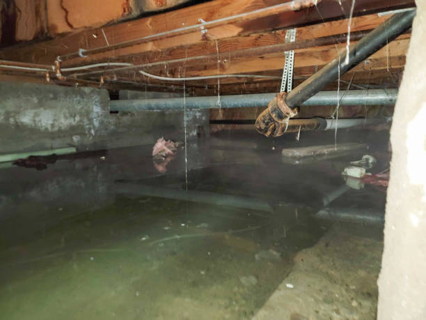 Best Carpet water damage restoration  in State College, PA